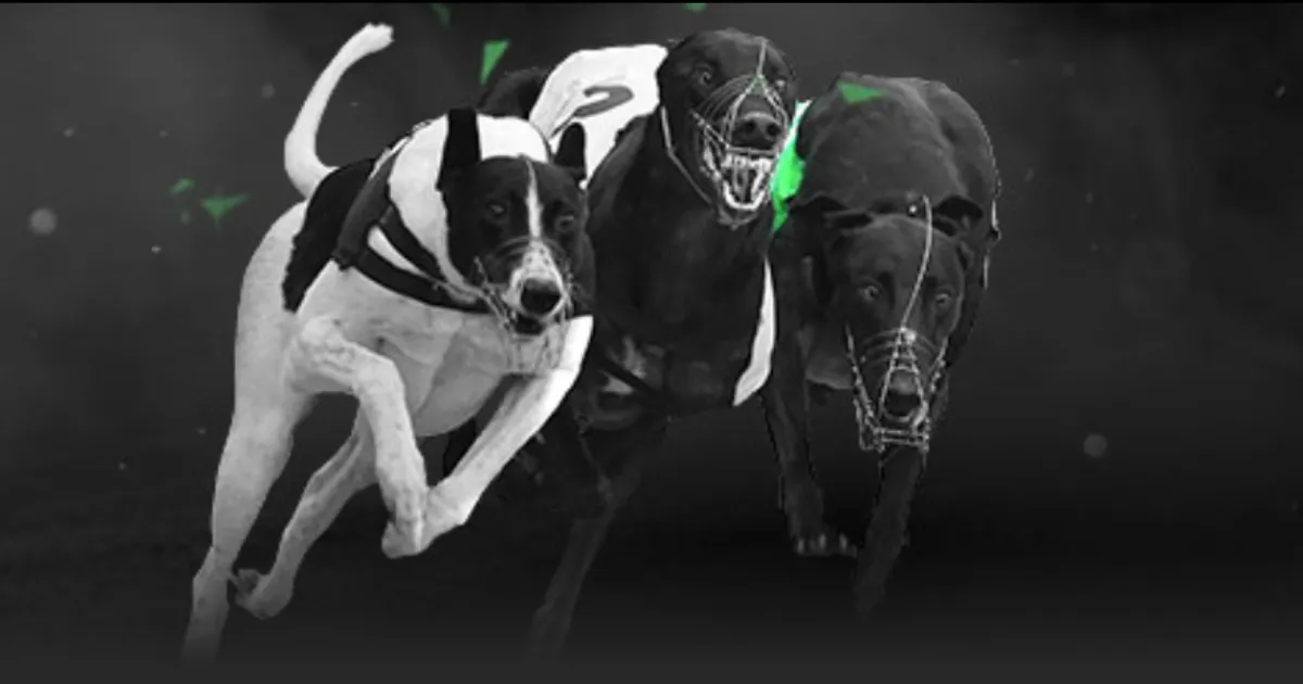 十堰青少年,羽毛球队斩,获湖北省锦,完美体育官网,完美体育APP,WMSports,完美体育平台