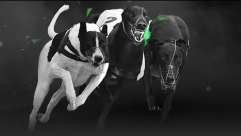 十堰青少年羽毛球队斩获湖北省锦标赛5金，战绩辉煌。